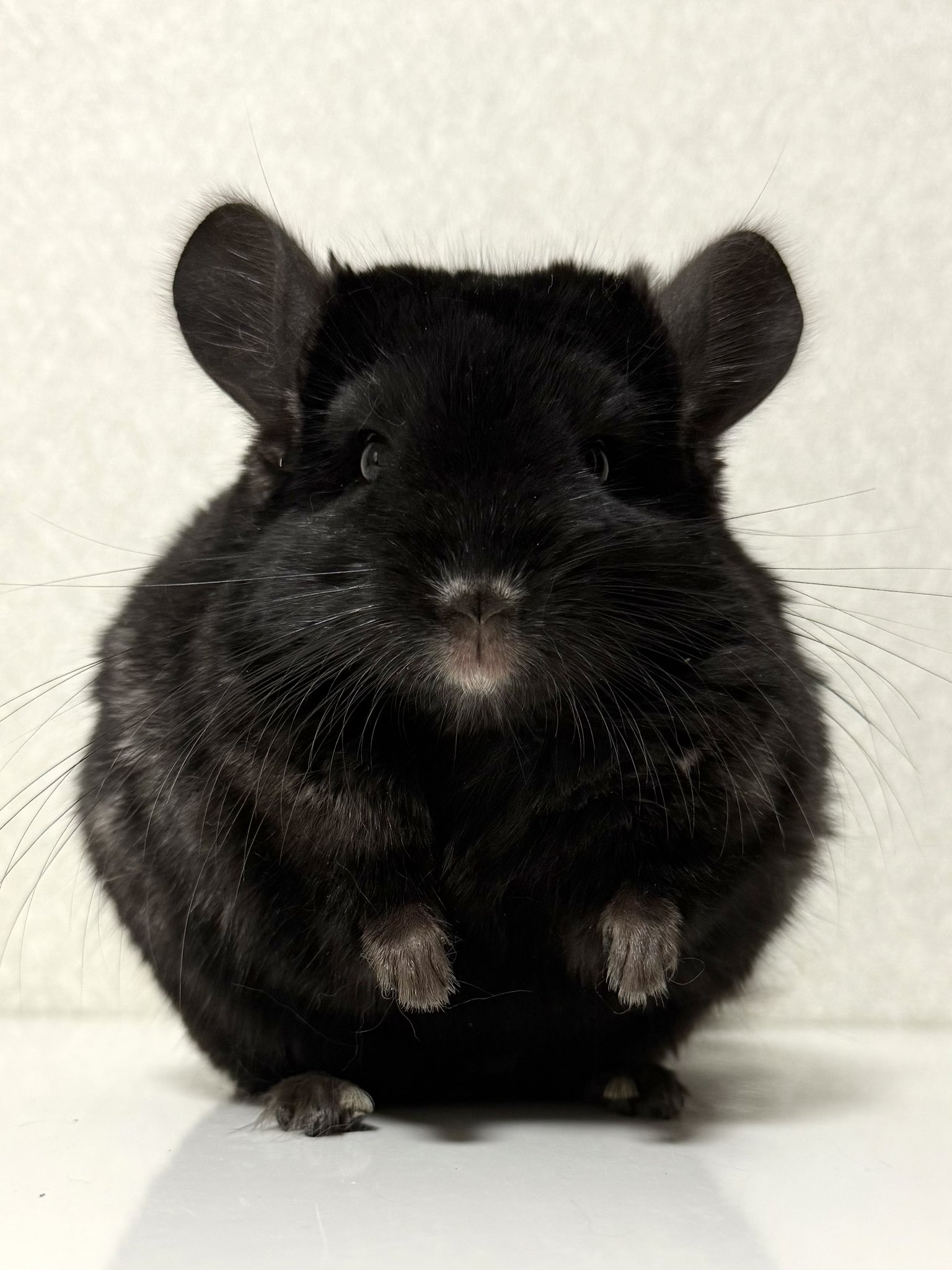 フォクシー Chinchilla Tie チンチラ タイ マフラー フォクシーブティック マフラー チンチラファー グレー買取参考