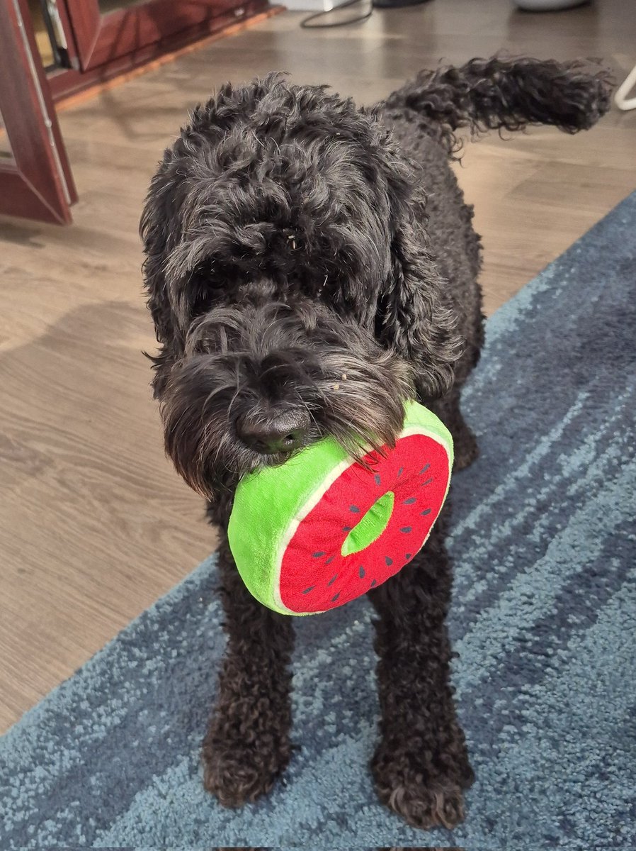 Noisy Parka tweet media