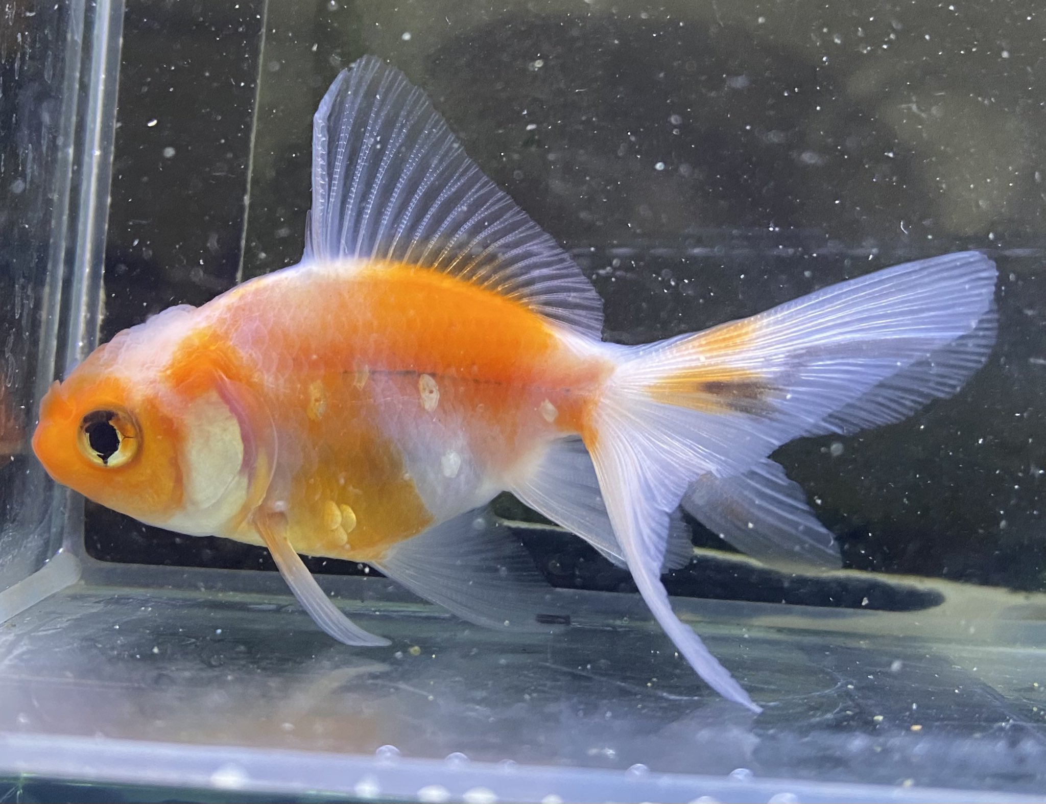 かねだい足立店 on X: 