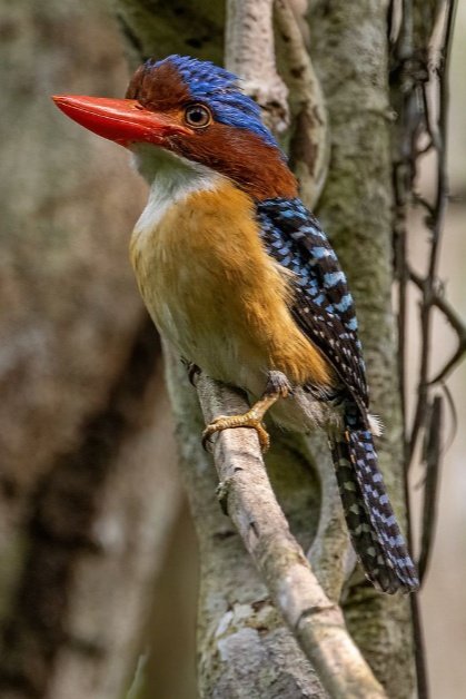 barroso3105's tweet image. Hola ! #pájaros  Maravilloso  🤩  
✨ Beautiful bird  😍
✨👉 Banded Kingfisher 🐦
✨👉 📸  By  Benjamin Naden 
 ✨➡️ Always thinking about a better world
  💭🌐🕊️😎