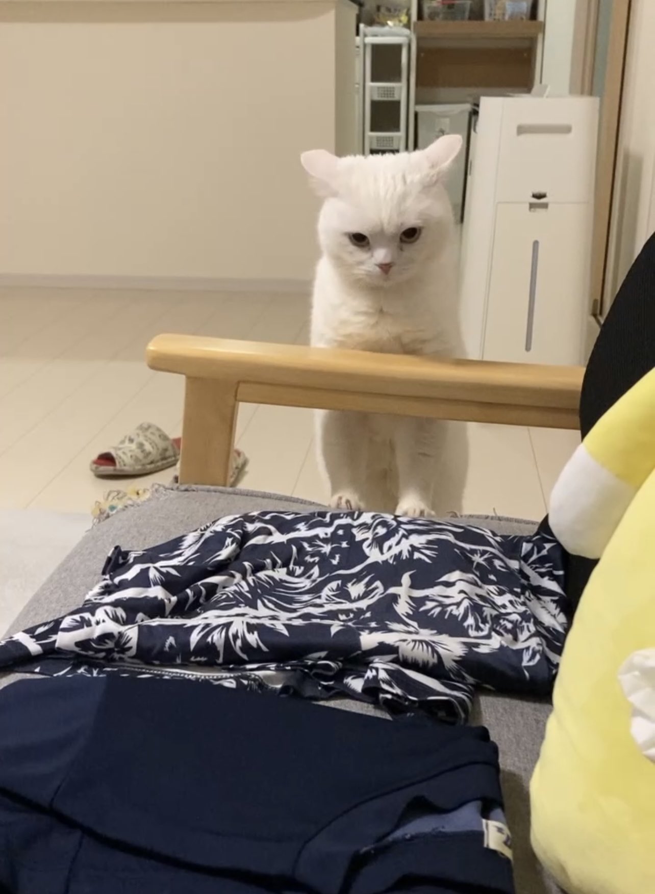 しらたまページ‼️ 月としらたま (@wataneko_tsuki) / X