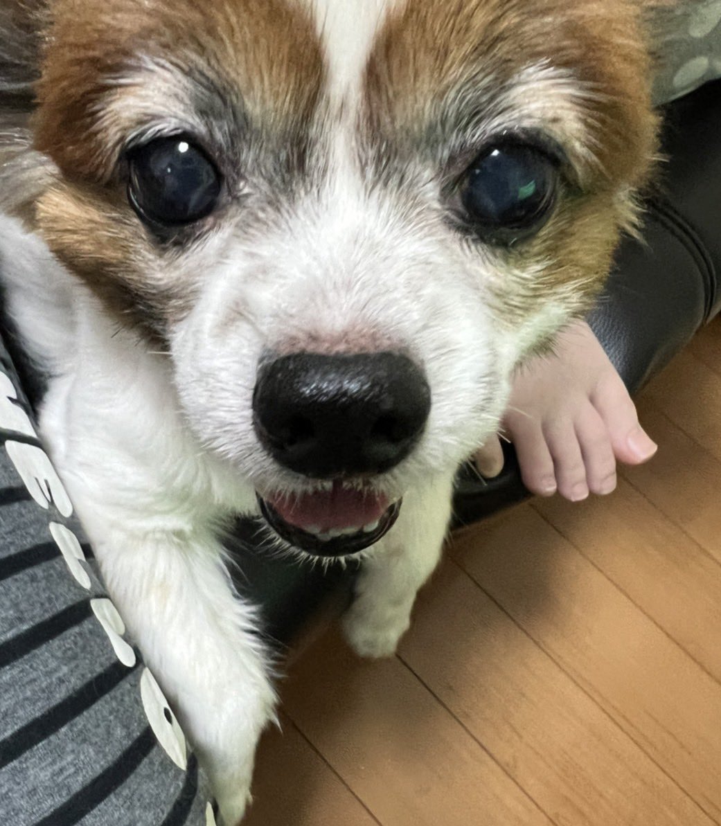 🐶ﾃﾞﾍﾍ
日中まだちょっと暑い💦

🌙今日も一日お疲れ様でした⭐️
🛌おやすみなさいぬん🐾