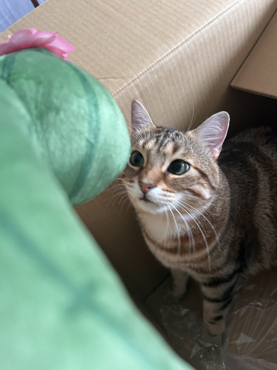 mite_gura's tweet image. j’ai reçu un colis de #lui 🫶🏻 (minou n’aime pas el pampa)