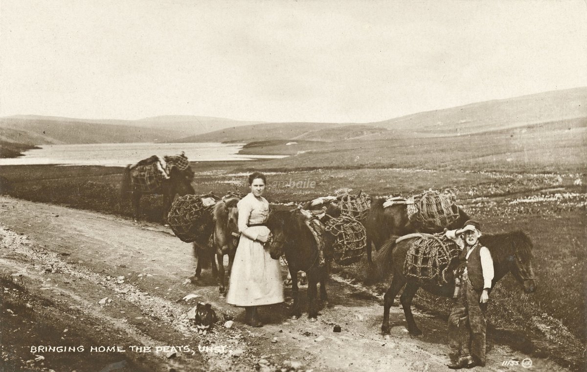 HighlandHistory's tweet image. #Shetland ponies carrying peat near #Unst, undated 

[source: HLH Archives, D1751/2/1/22]