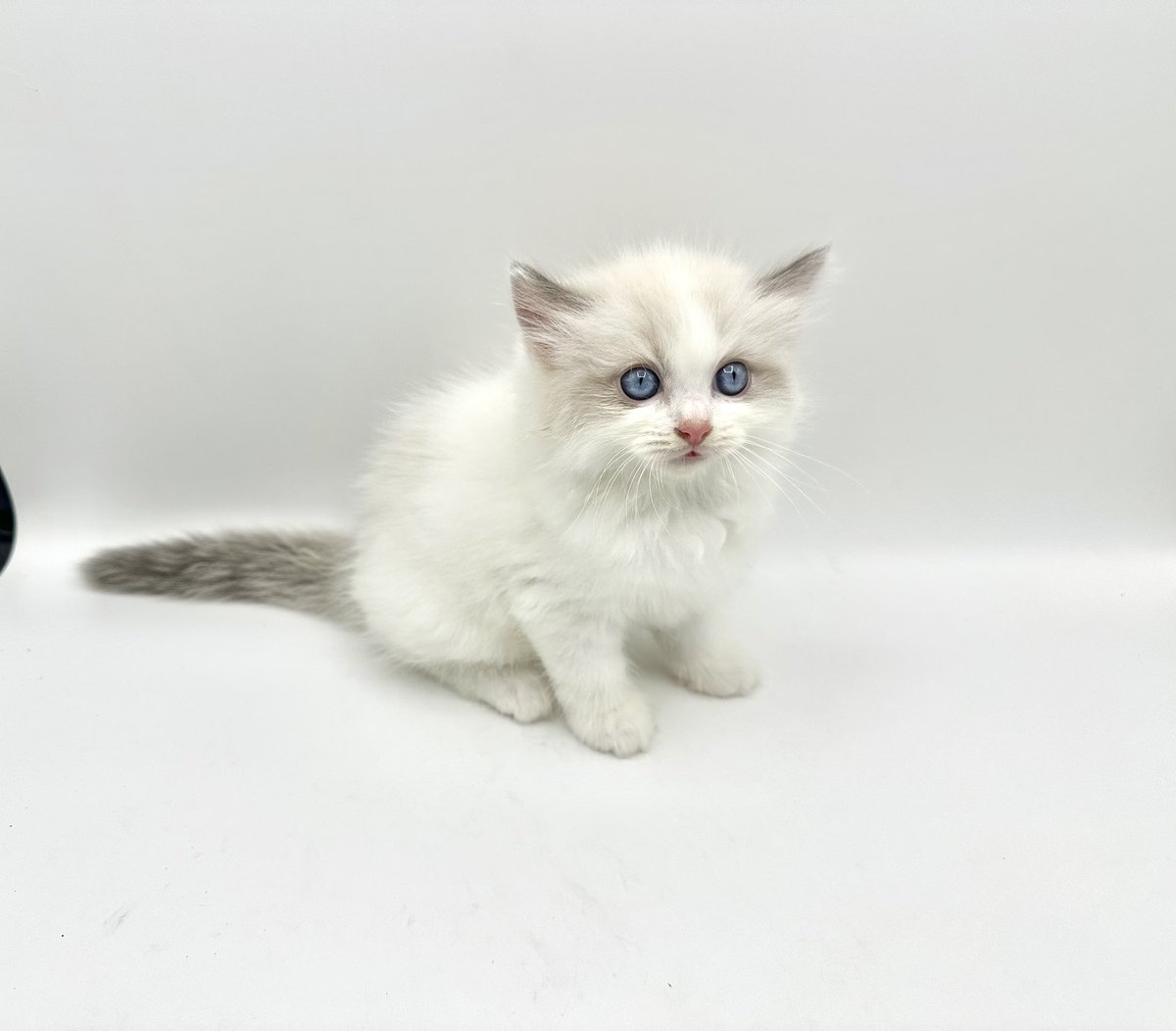miyanosyouten's tweet photo. 今日も素敵な方々の来客有り難いです❣️

犬猫や爬虫類や生き物との巡り合わせは運命的ですね。

金積もうが何しようが来ない時は来ない。

善行と徳を積んでればそのうち巡り合う‼︎…たぶん🤔

さて

あと猫のシャンプー6匹…。

#ラグドール #猫好きさんと繫がりたい https://t.co/6uq6zNaHPB