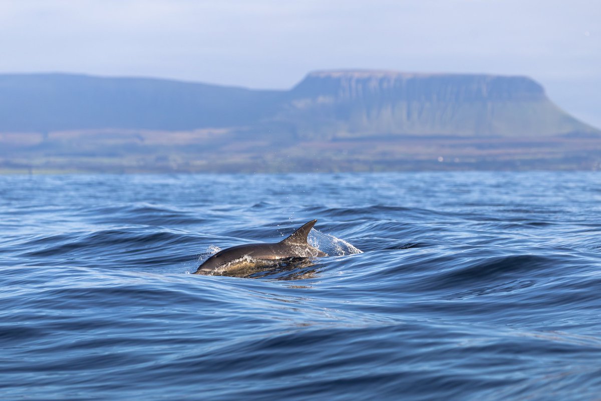 Stephen dunbar (@dunbar44) on Twitter photo A few recent images taken in the last week in Ireland. Sabine gull, pied fly, Winchat and common Dolphin. A few recent images taken in the last week in Ireland. Sabine gull, pied fly, Winchat and common Dolphin.