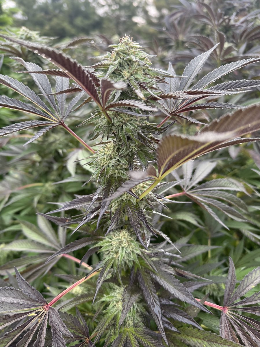 Shane 🎸 tweet media