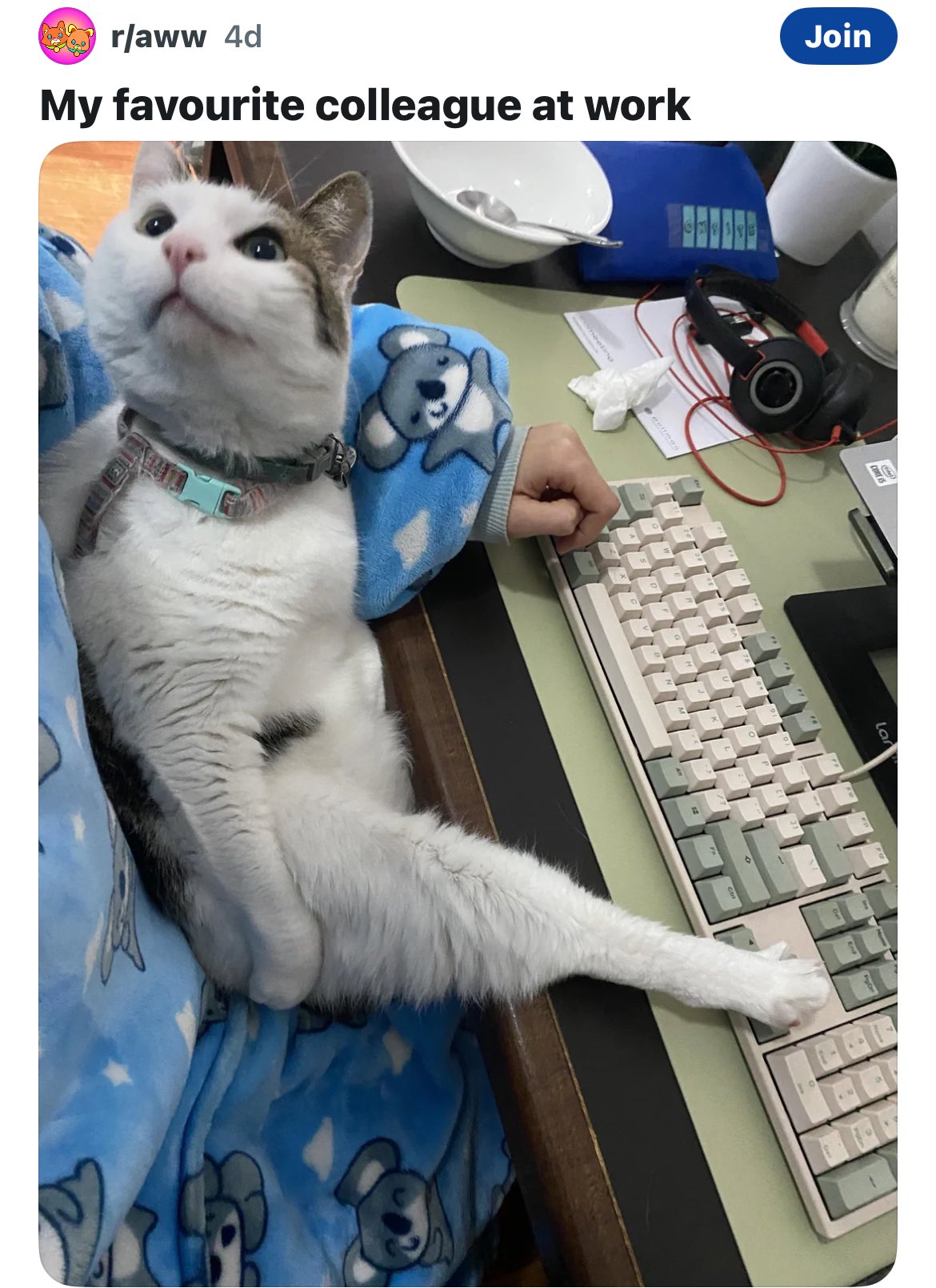Cat Technology Memes Daily Mirror Sri Lanka Latest Breaking News And