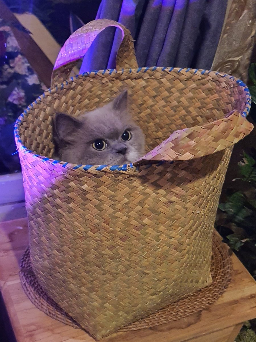 pawsomesclub's tweet photo. https://t.co/NKMSLAhBdh