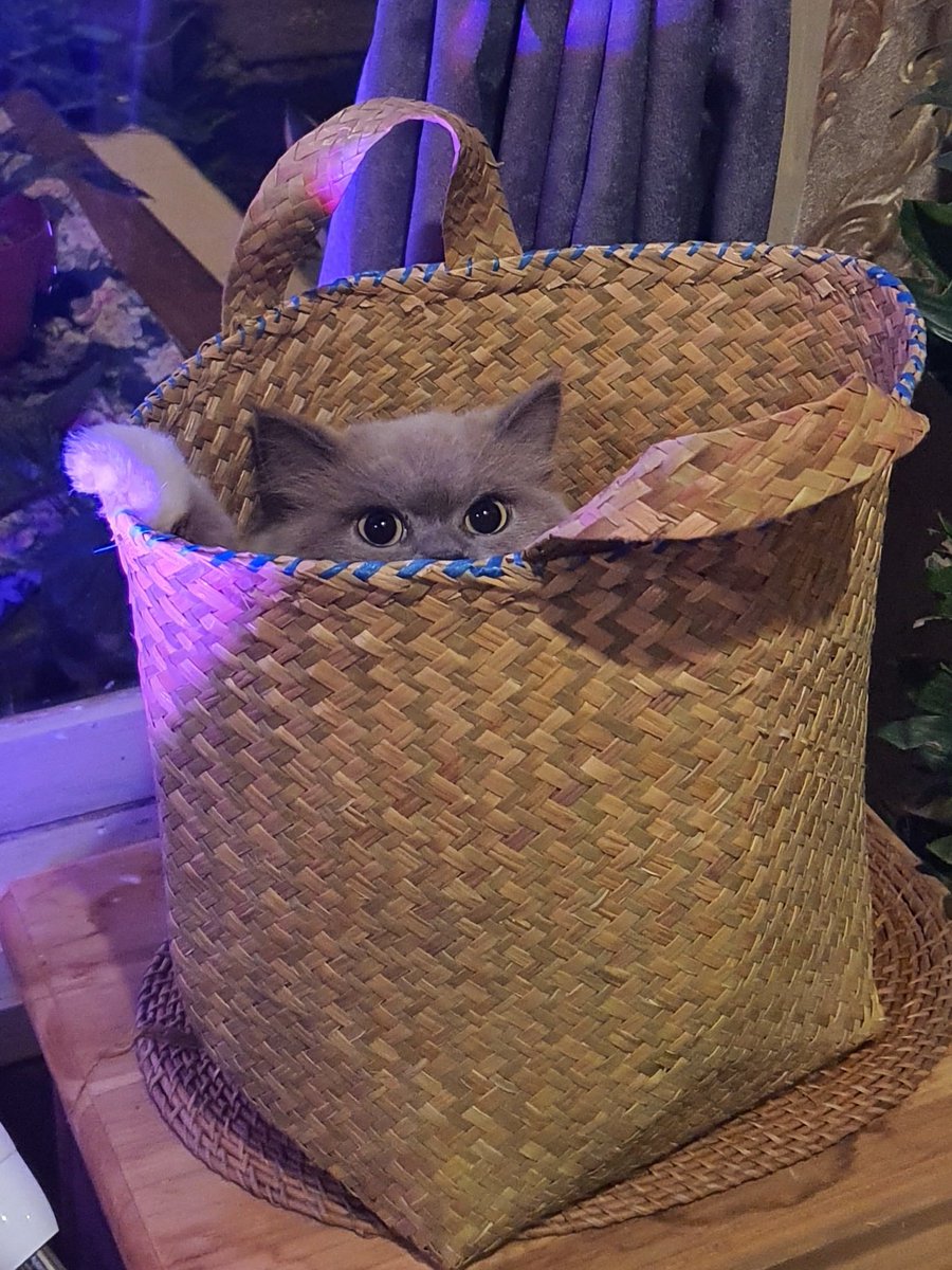 Soya 🐱 Soju 💛 Somi 🤎 (@pawsomesclub) on Twitter photo 