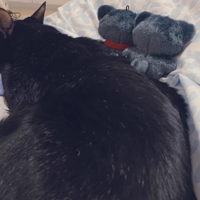 黒猫増えました