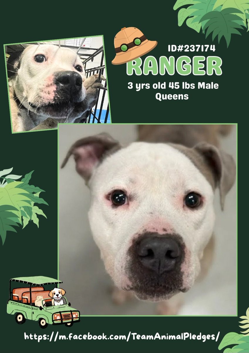 tomsland_'s tweet image. Ultra cute 3 yr old Ranger (Queens ACC) doesn't belong anywhere near a scary kill shelter.
With patience, polish and daily physical activity he will be a perfect fit for a loving home with no very tiny kids.
nycacc.app/#/browse/237174
#Adopt #Foster #Pledge4Rescue