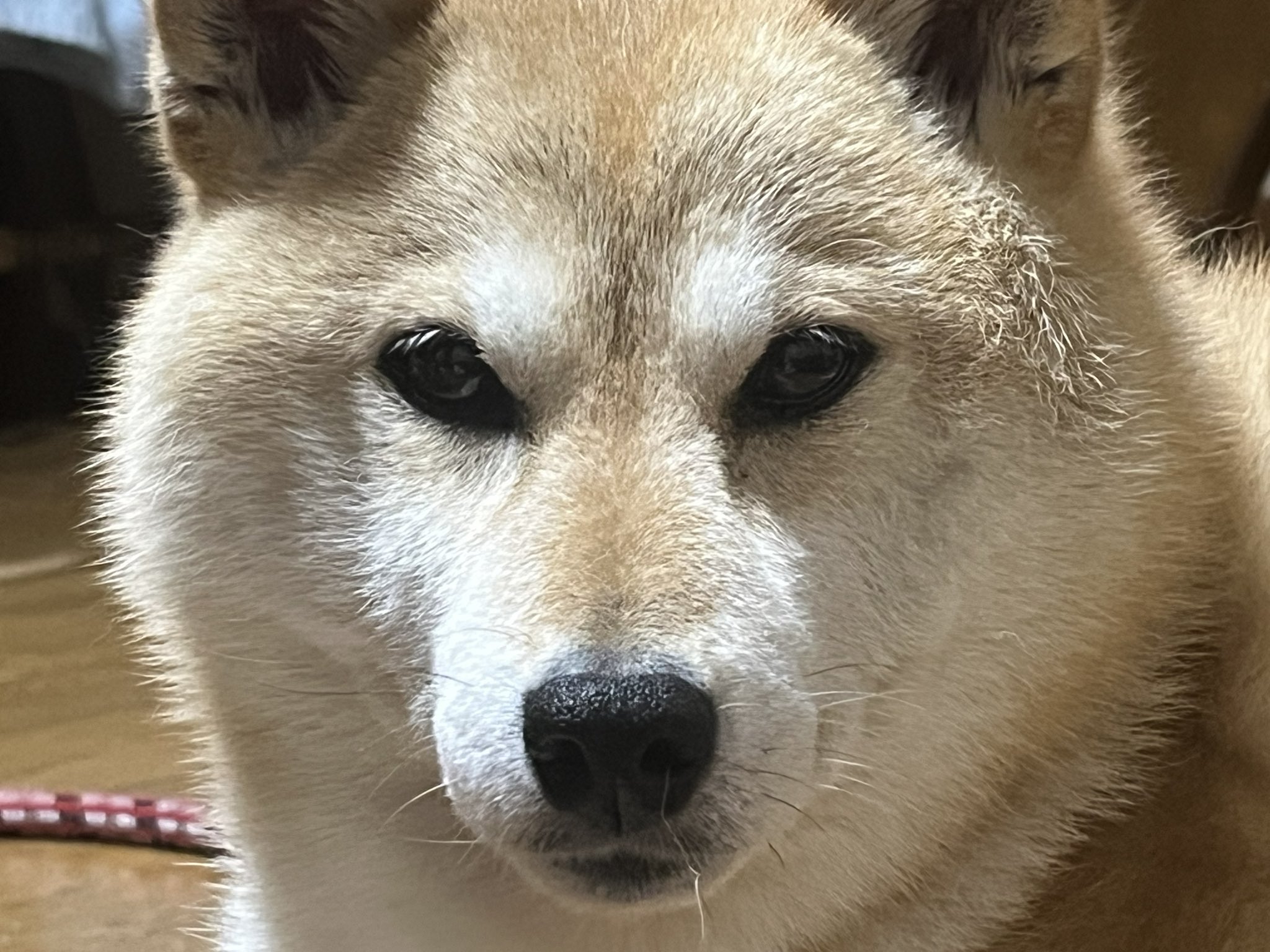 通行人ケン🐶☀️🌠 on X: 