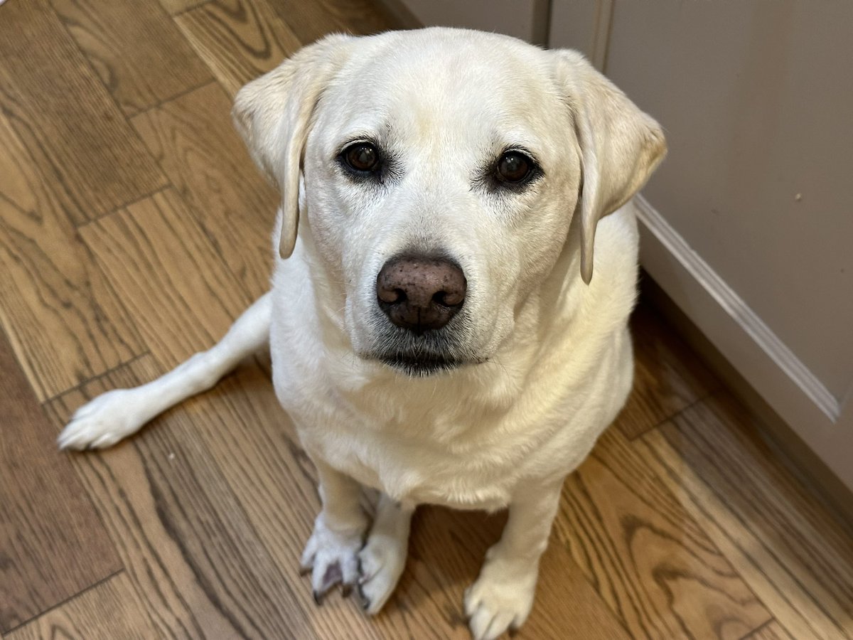 대운이는 저녁도 엄청 많이 먹고 간식도 이것저것 챙겨먹고 더 달라고 노려본다. 참!!! 오늘 홈캠 주문했어. 이제 넌 사생활 같은건 없다. 언니가 24시간 지켜볼거야.