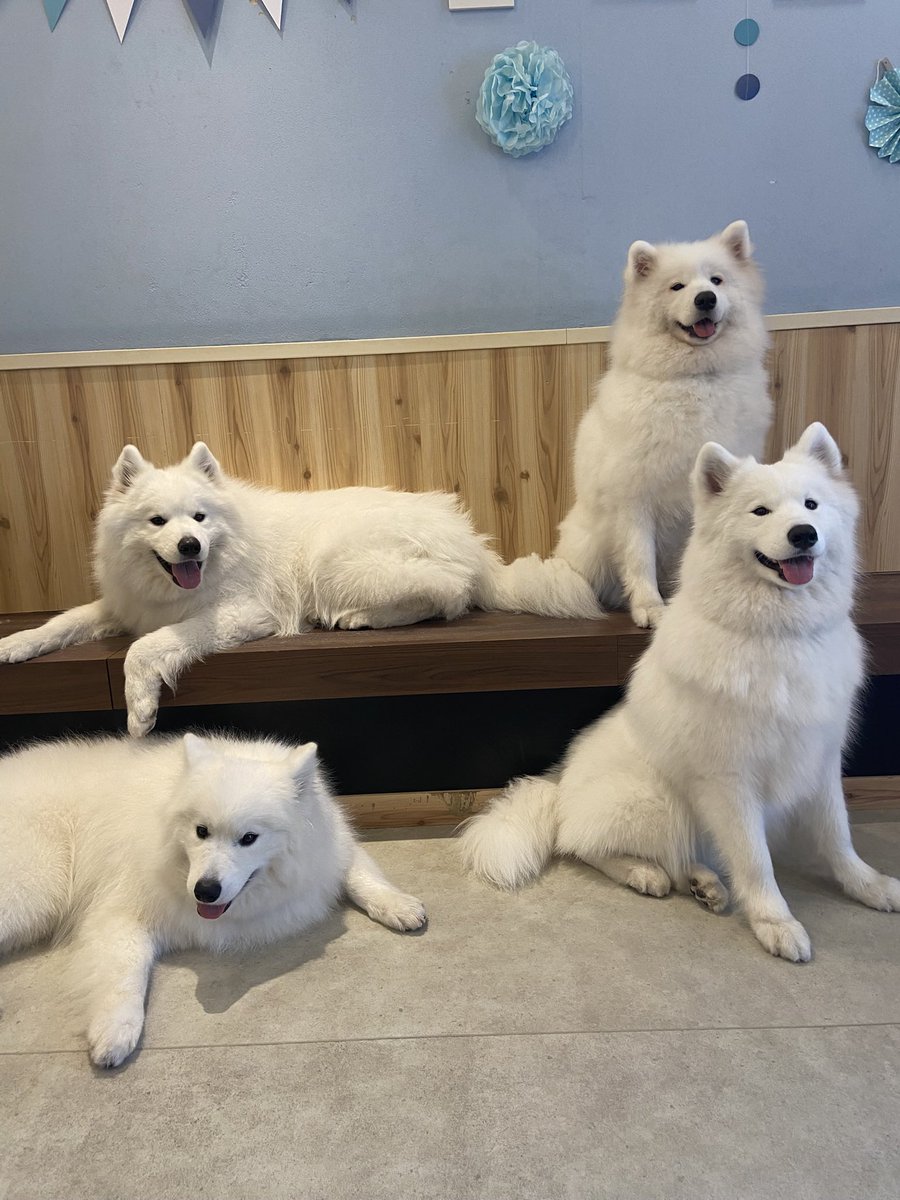 珍しい組のお写真📸
わたげとおこめが同じ顔＆ポーズ😂
もっぷととうふは相変わらず伏せのままですがにこにこです！

当店ではお写真が1番上手なアルちゃんが大体写真に写ってるのですがこの組み合わせは珍しいですね🤭
#samoyed
#samoyedcafeAL
#サモエド
#サモエドカフェアル