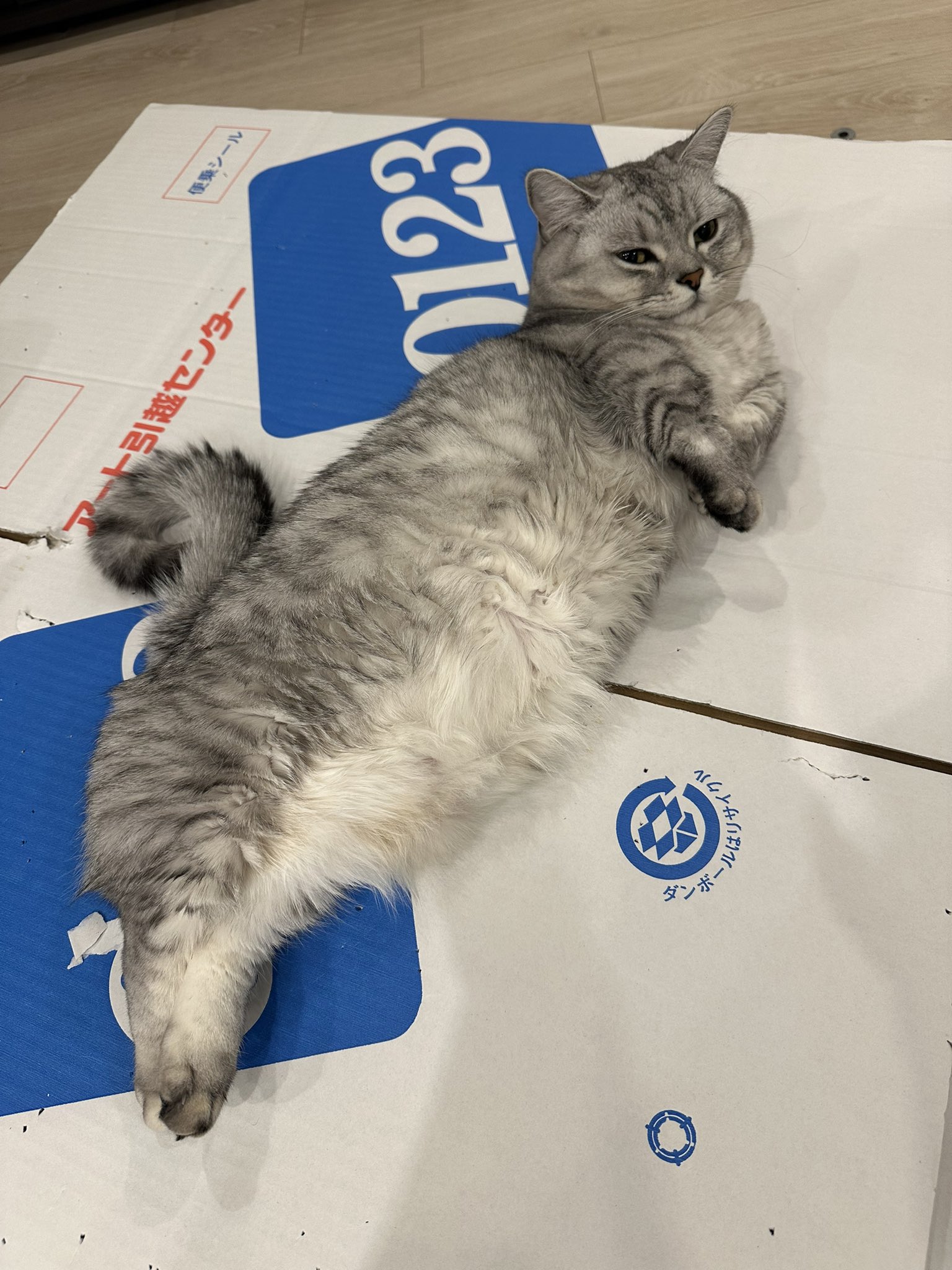 ねこ 楽天市場】猫のがま口カードケース Lサイズ CATS 西陣織 日本製