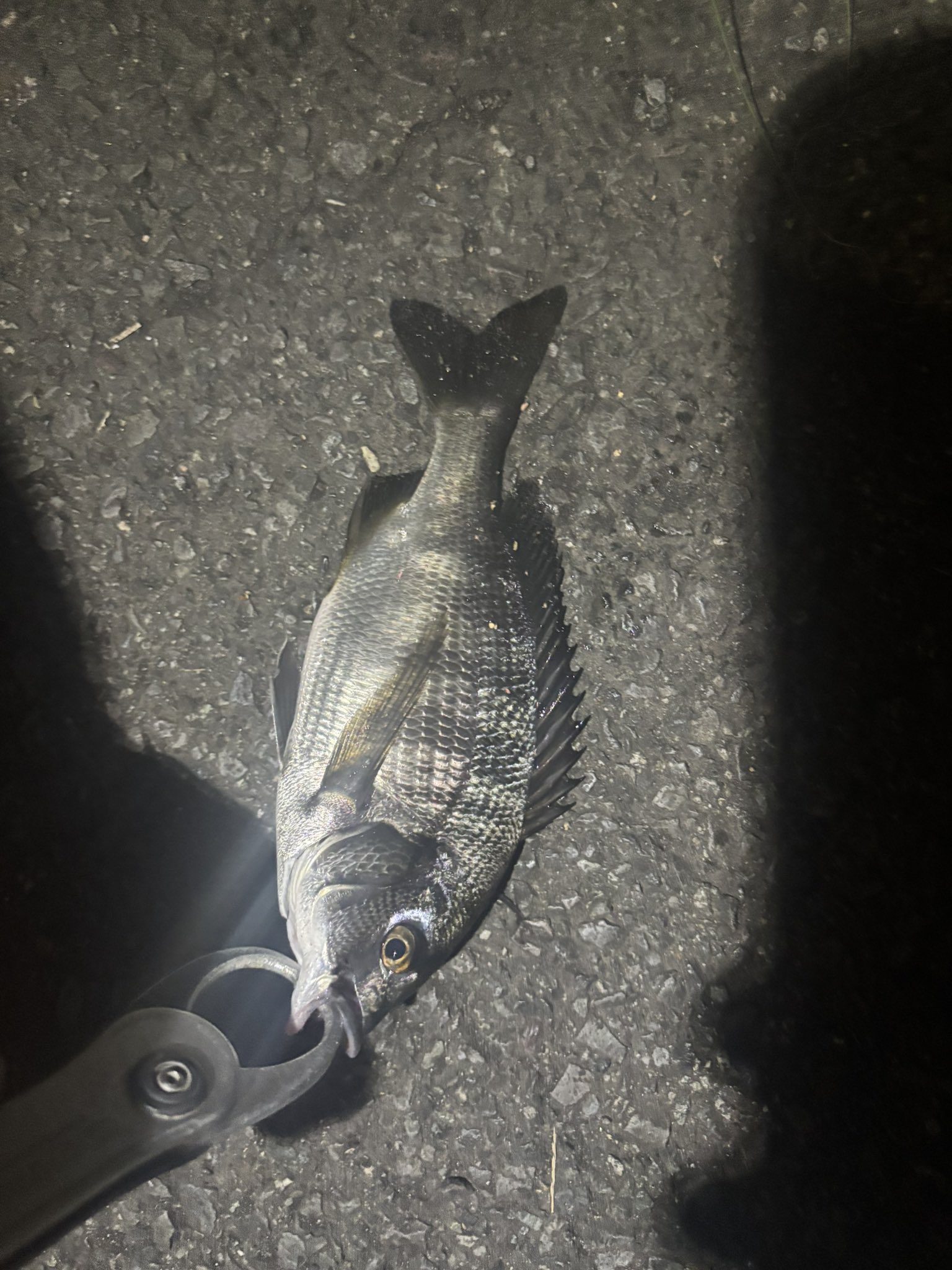 すーけー🕷 (@ShigoOWA_SG) / X