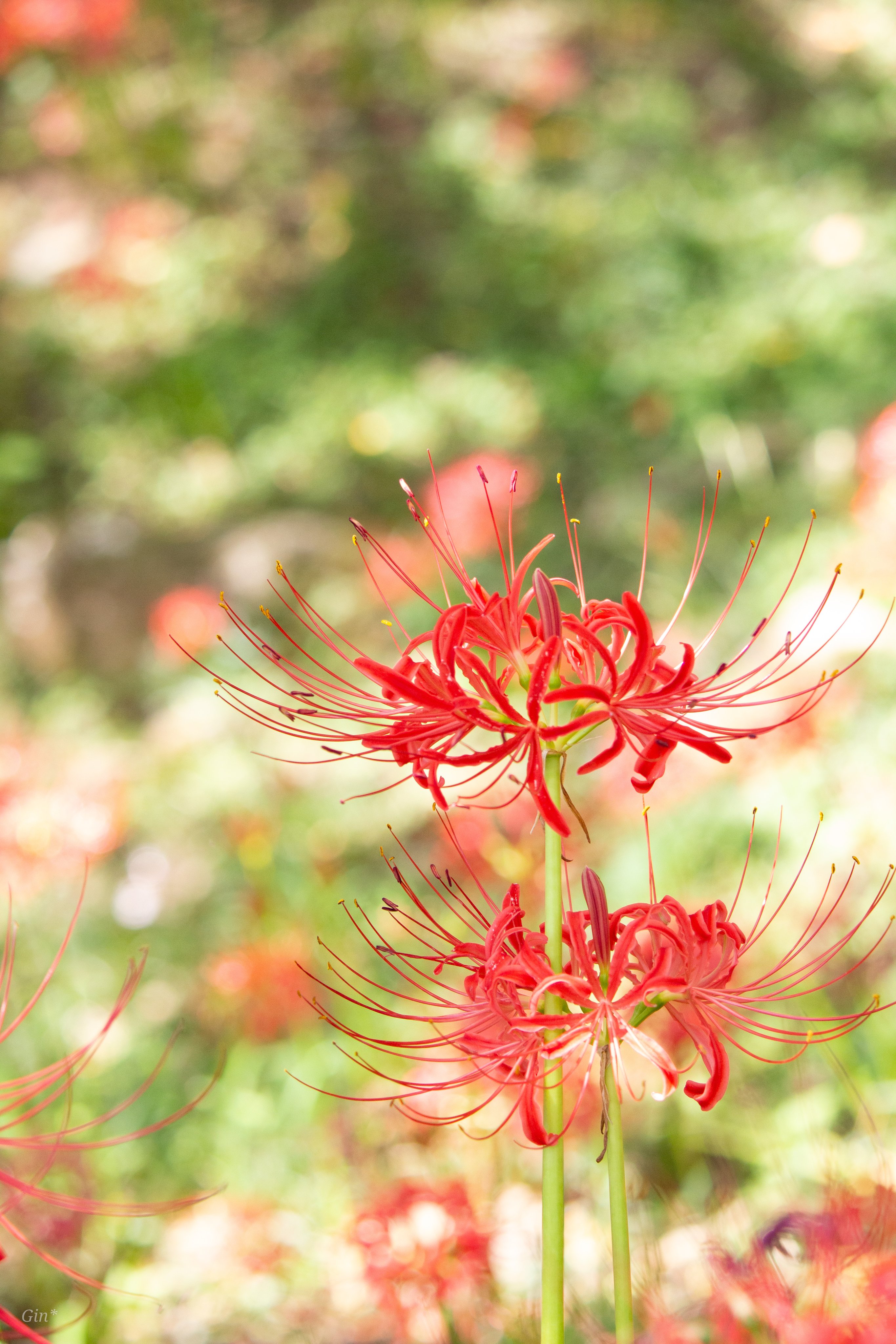 花望 彼岸花を探しに🚲 京都府立植物園前で、アゲハチョウと。 園内の