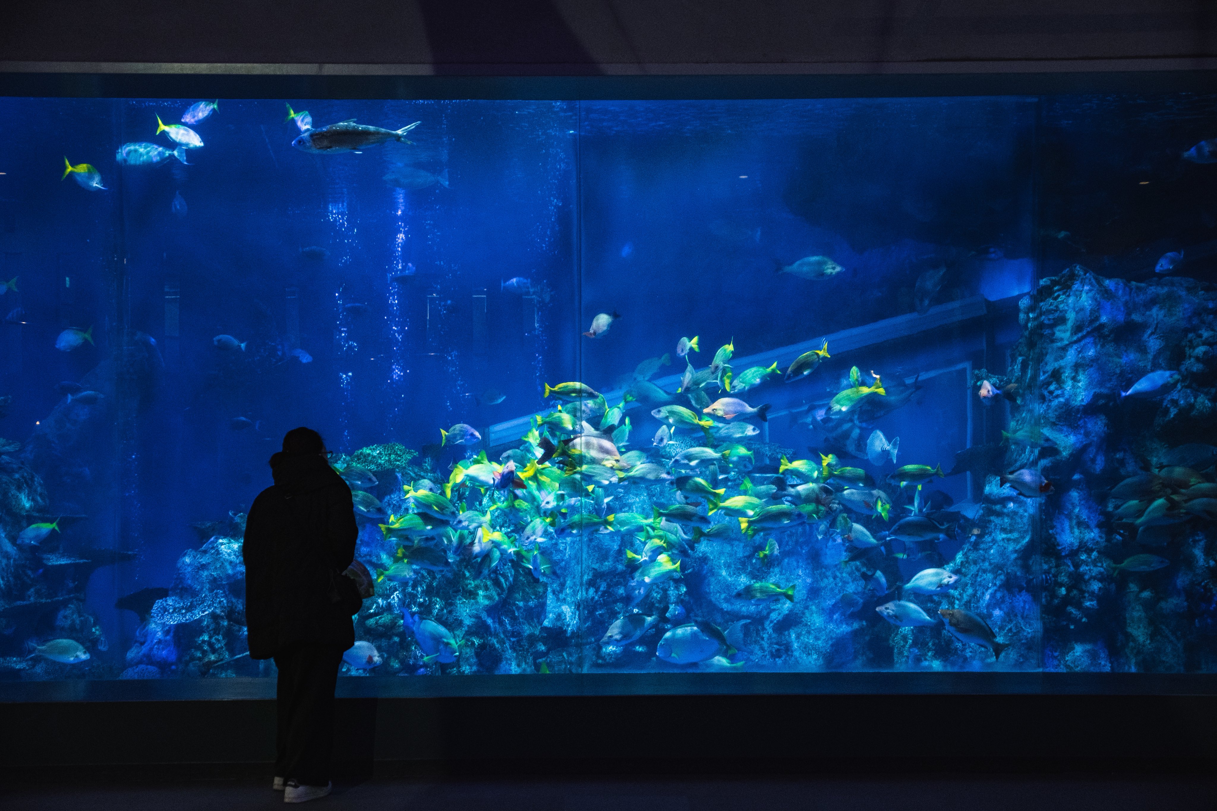 鳥羽水族館 紗未 on X: 