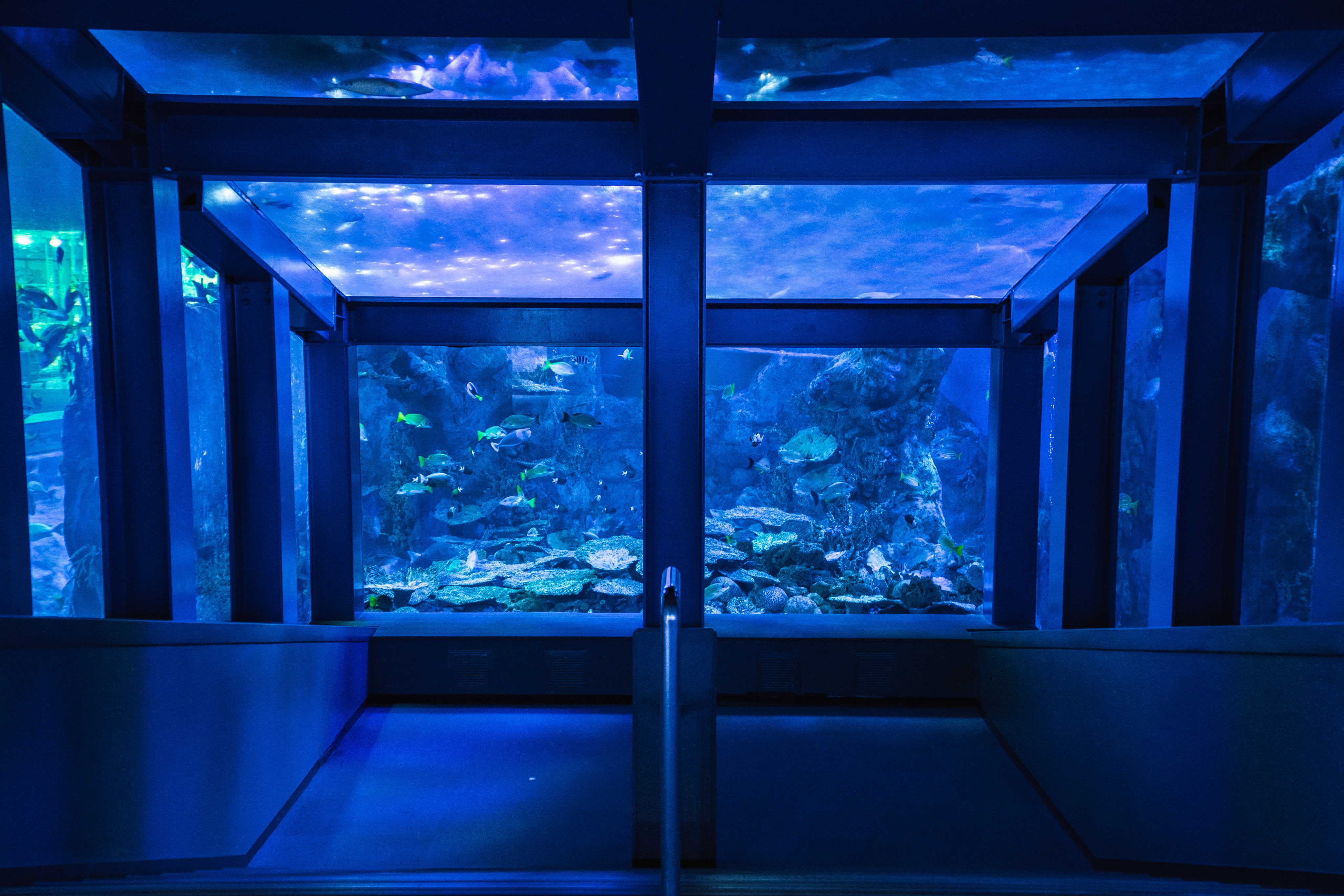 鳥羽水族館 鳥羽水族館（水族館） | MEQQE（めっけ）