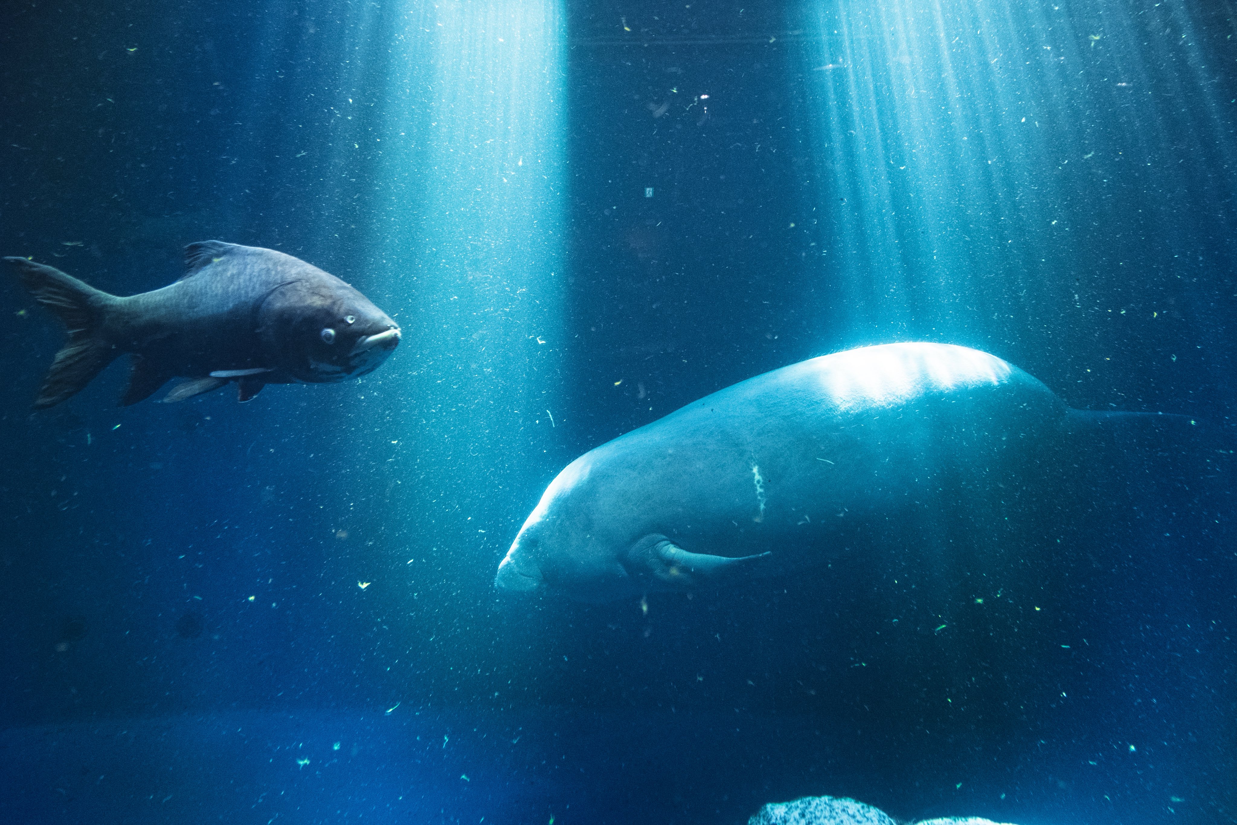 鳥羽水族館 紗未 on X: 