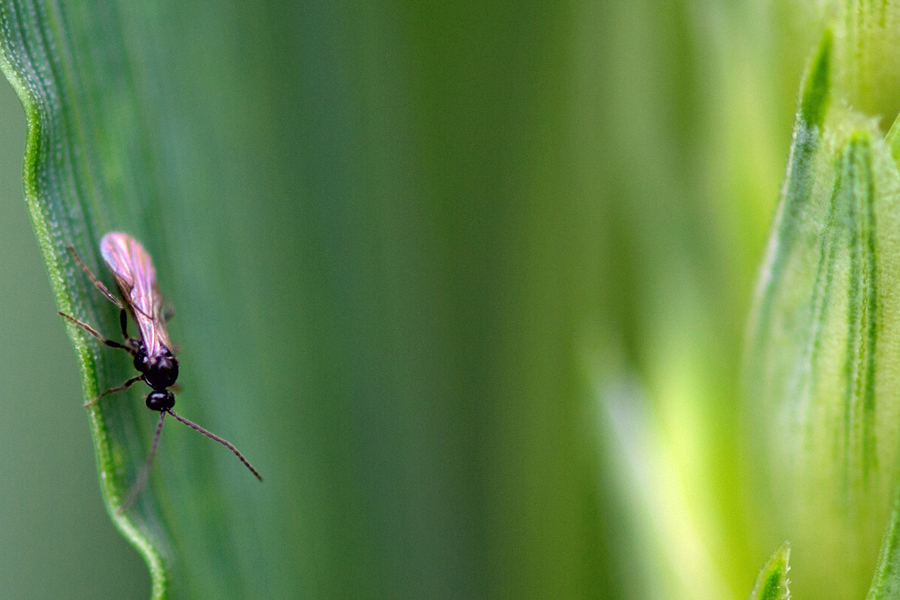 New field trials are exploring how #ParasitoidWasps can help control #aphids in #canola crops 🪲 

Backed by <a href="/theGRDC/">GRDC</a>, <a href="/cesaraustralia/">Cesar Australia</a> is leading research into the impact of 3 species.

Read more 🐝 groundcover.grdc.com.au/weeds-pests-di…