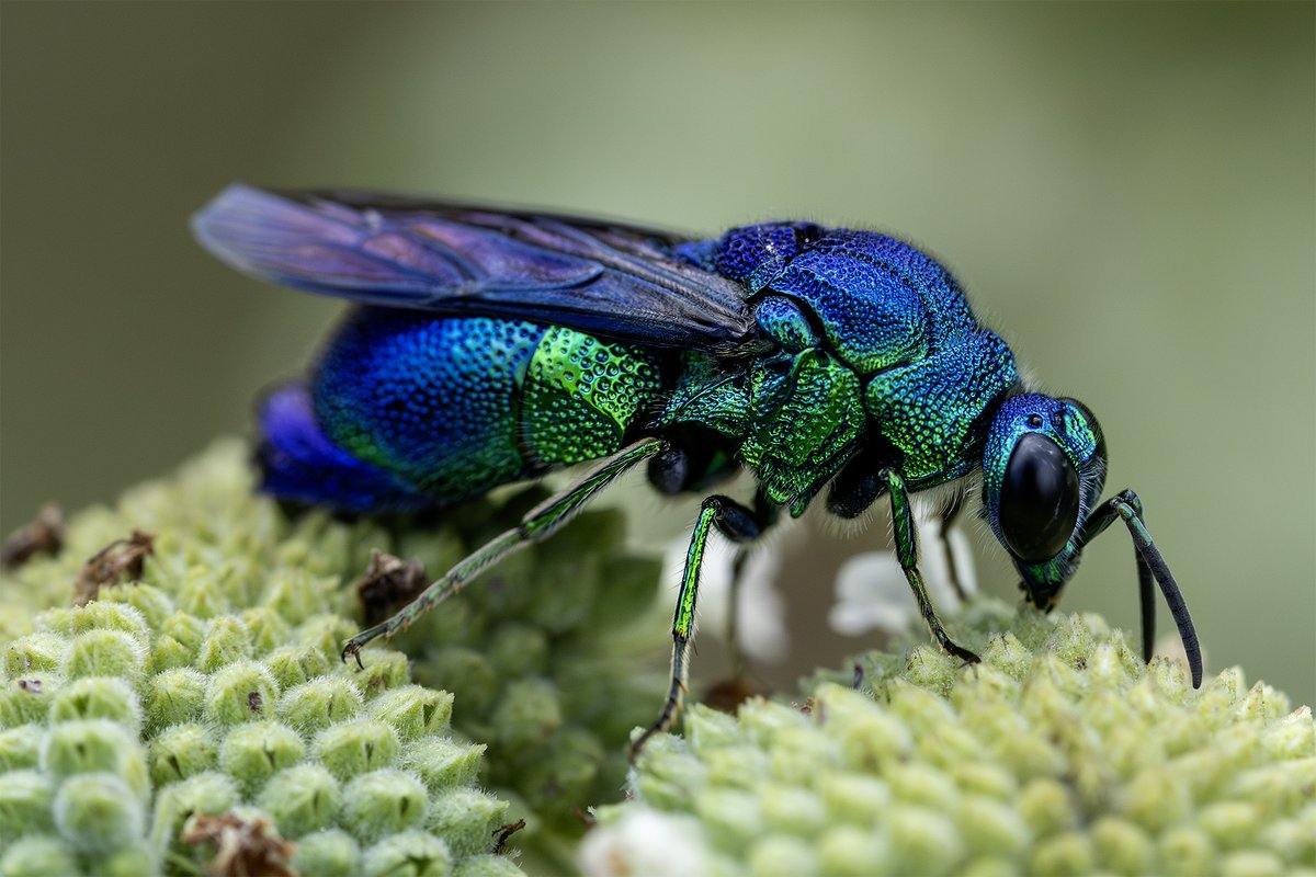 メタルヒーローみたいなオオセイボウも、よく見ると毛がフサフサなのですね。