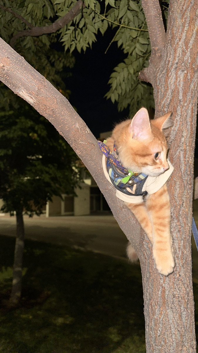 kv_27_'s tweet photo. Si me tocó un gato naranjaso loco https://t.co/iy5XbZpW91
