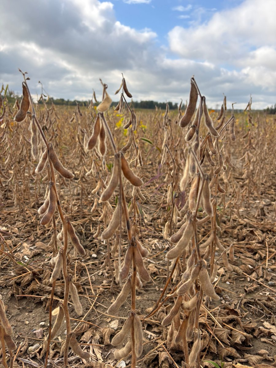 Looks like a great forecast to harvest some IP soybeans this week. #Blake ⁦<a href="/HDCAgronomy/">Hensall Co-op Agronomy</a>⁩