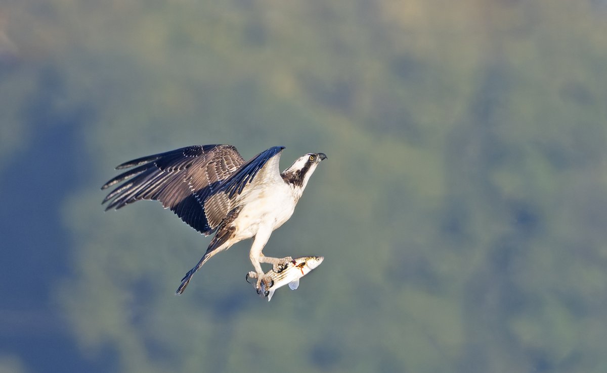 PATRICK a.g. HAWKINS tweet media