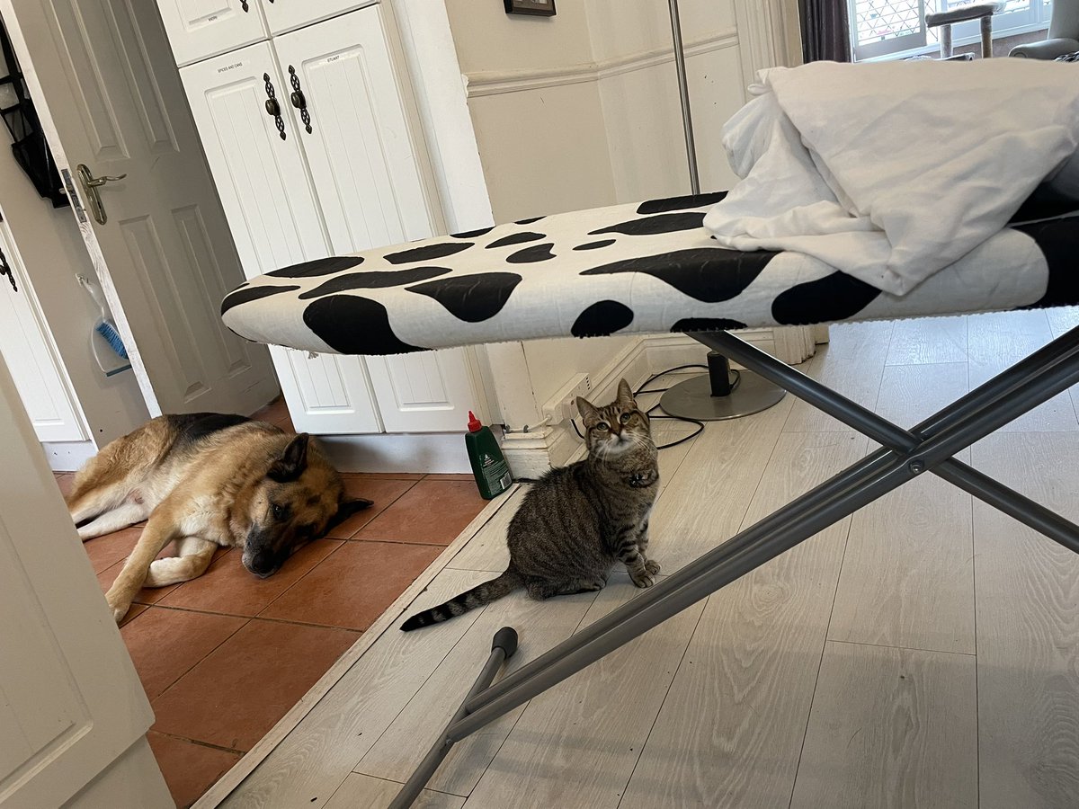 TeenaGates's tweet image. Getting some extra help with the ironing today….  #Pax (Pebbles&amp;amp;Max)