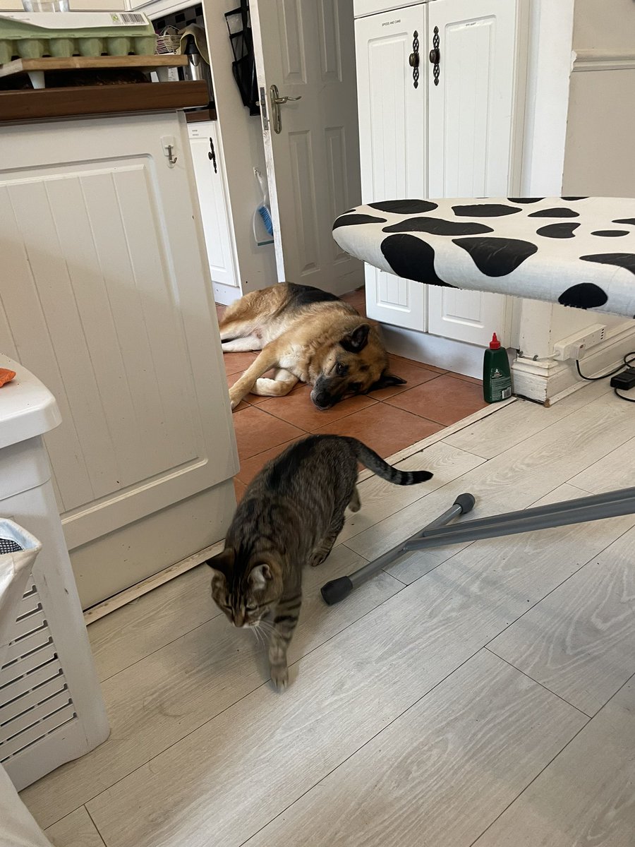 TeenaGates's tweet image. Getting some extra help with the ironing today….  #Pax (Pebbles&amp;amp;Max)