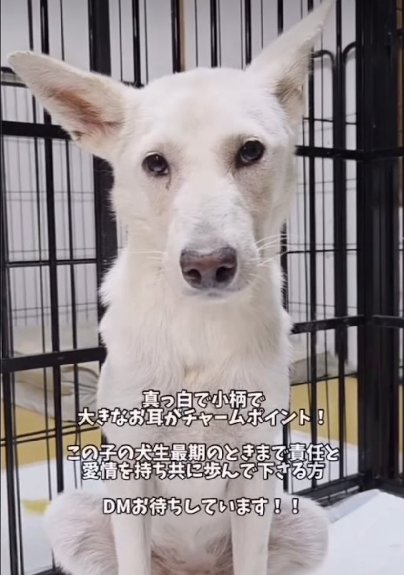 ふわふわ歯の妖精のっぽちゃん　里親様募集！　真っ白　キーホルダー ふわふわ歯の妖精のっぽちゃん 里親様募集！ 真っ白
