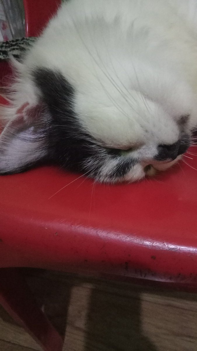 MOIIIIIII 😺🤏