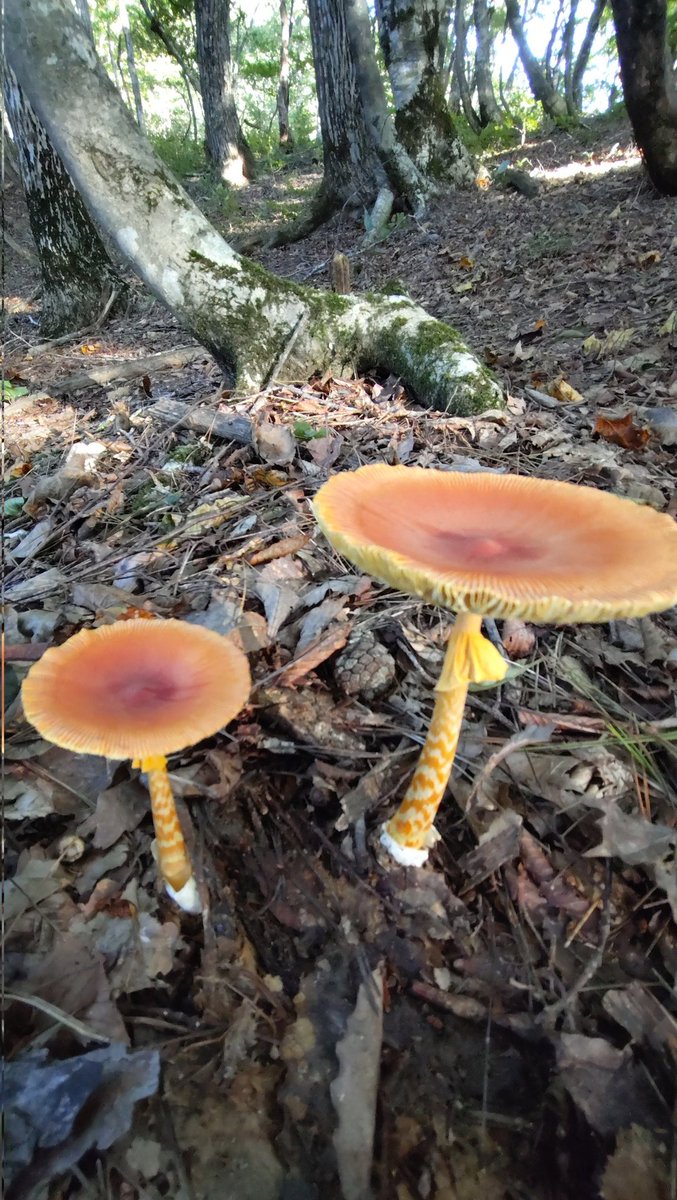 タマゴタケ大量〜