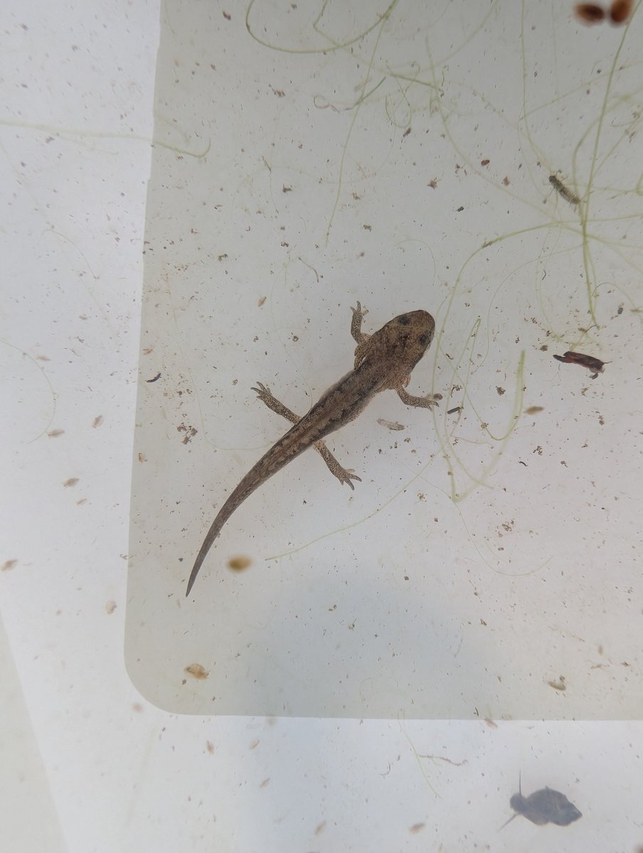 We could definitely feel the autumn chill in the air at the Damselfly Wetland this morning, as we were conducting our monthly pond dipping surveys and water quality monitoring. We had some fantastic results. All our data we collect is sent to the Ribble Rivers Trust for analysis.