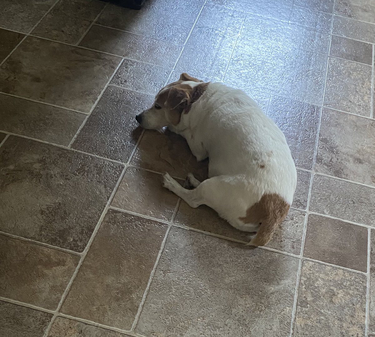 Getting in a quick Power Nap before I go with Dad to my Grandparents for a visit 😃 Happy Saturday frens! 🐾♥️ #saturdayfun #SaturdayVibes #dogsofX