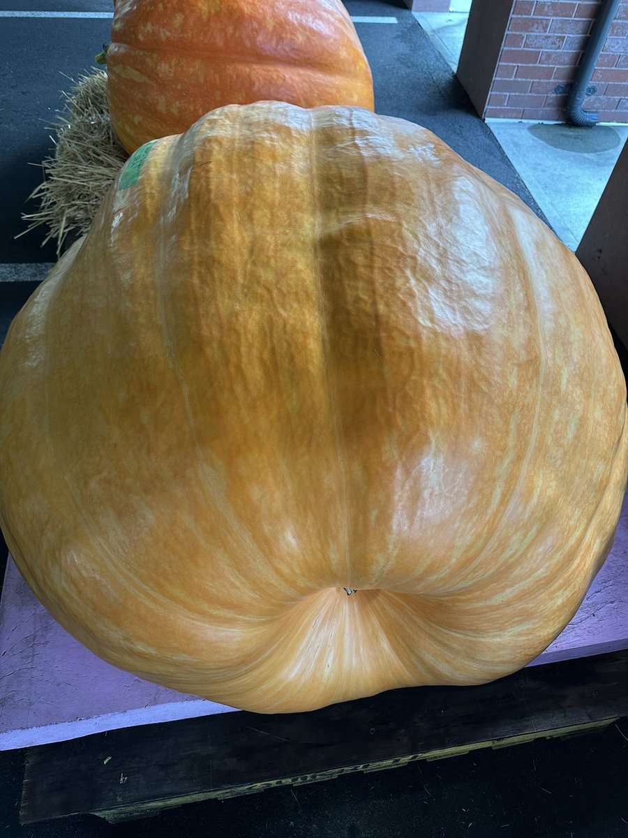 We’re setting up for our 10th Annual Saratoga Giant PumpkinFest. Come on down to see these giants at the City Center today starting at 11 am.