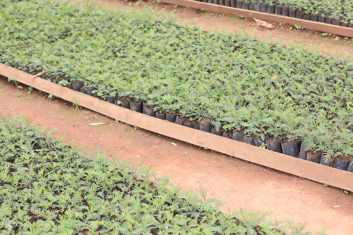 Umuganda usoza ukwezi kwa Nzeri 2025 wibanze ku bijyanye no gucukura imyobo izaterwamo ibiti ndetse no gushaka ingemwe zo gutera mu mudugudu wa Nyombe,akagari ka Murehe mu murenge wa Gahara witabiriwe n'umuyobozi w'Akarere <a href="/rangira/">Bruno Rangira</a> n'abandi bayobozi