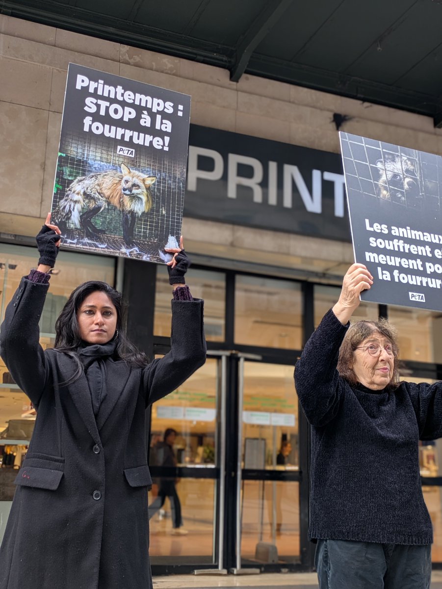 PETA_France's tweet image. 🚨🇫🇷 Aujourd’hui, partout en France, des activistes de PETA ont manifesté devant les magasins @Printemps. ✊

👉 Le message est clair : « Les animaux souffrent et meurent pour la fourrure. Printemps : STOP à la fourrure ! »

#Fourrure #StopCruauté #Printemps