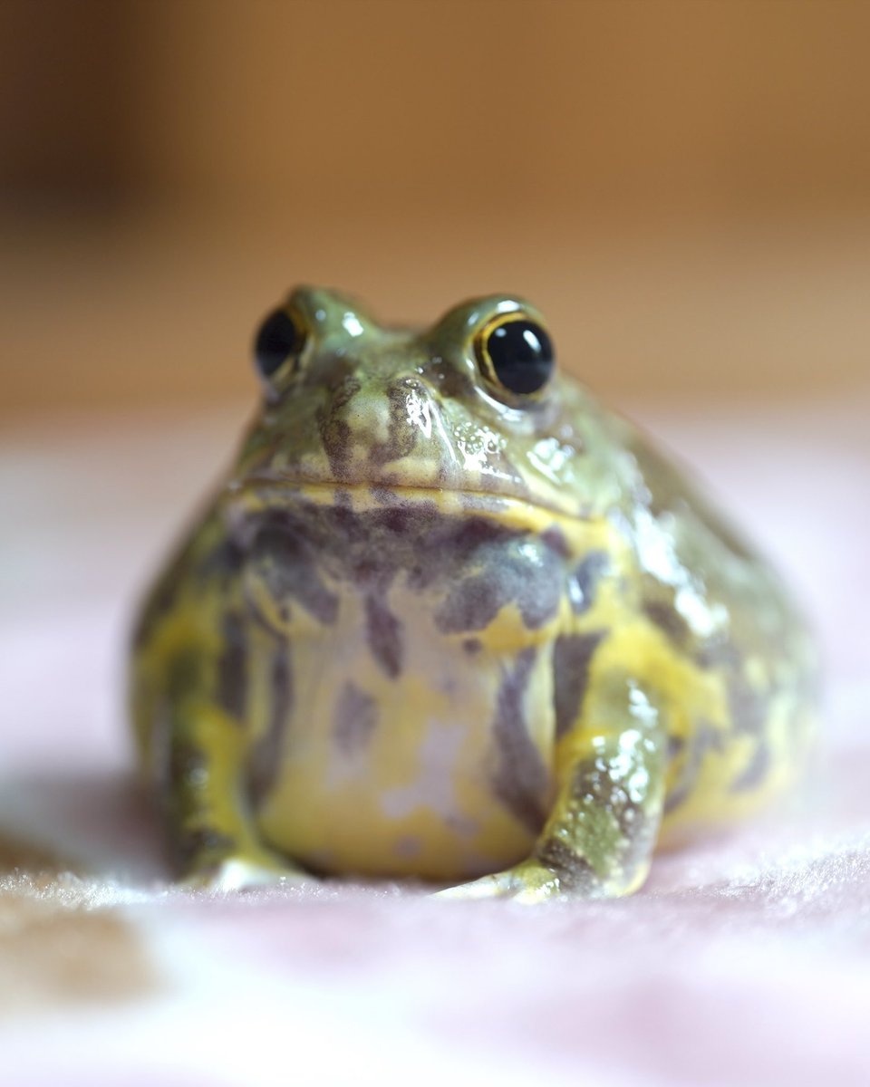 A cute green and round frog
緑色の丸くて可愛いカエル 
youtu.be/Bn2aDWbxlBU?si… <a href="/YouTube/">YouTube</a>より