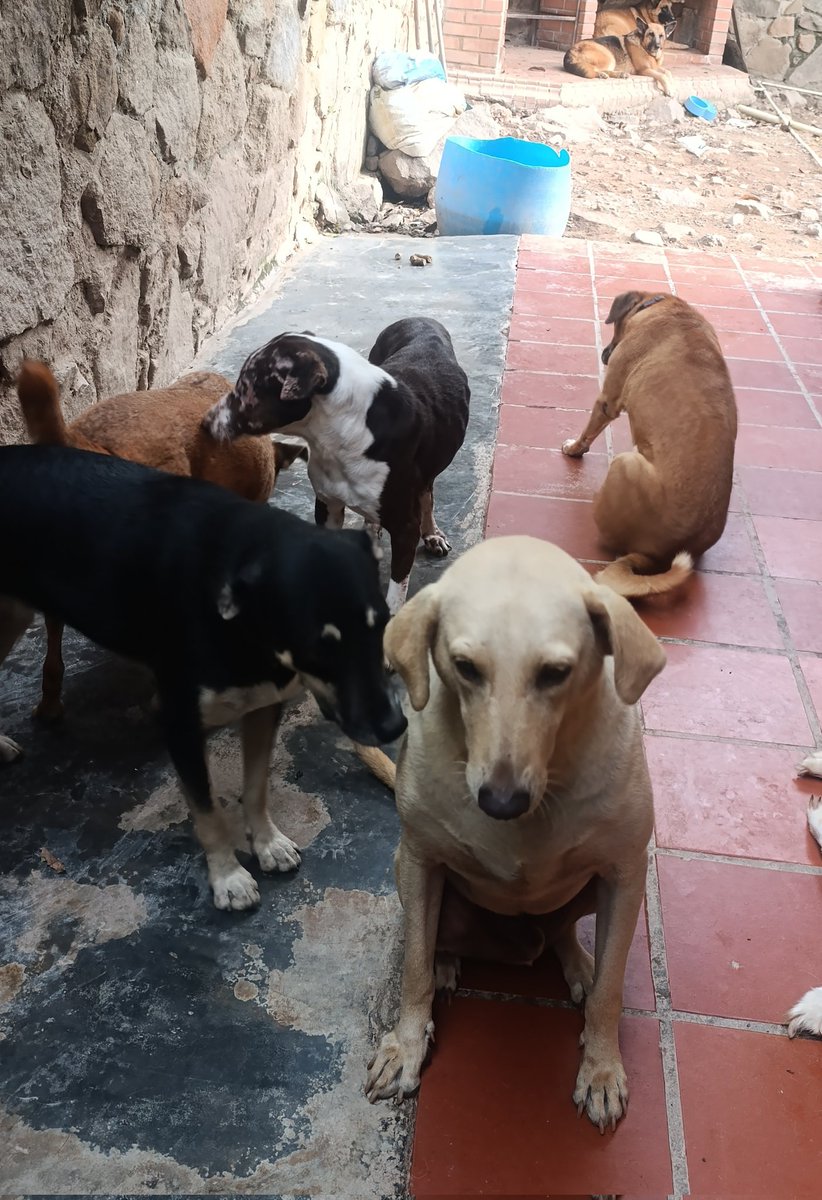 #Colombia #ONU Hacemos un llamado a la solidaridad! Nuestros animalitos de <a href="/FndDamascol/">Fundación Damas Colombia 🇨🇴</a> amanecieron sin pepitas! Si usted tiene la posibilidad de ayudar escríbanos! Ellos buscan padrinos! También puedes donar!
Nequi o Daviplata 3224205994
Cta ahorros Bancolombia 78070201452