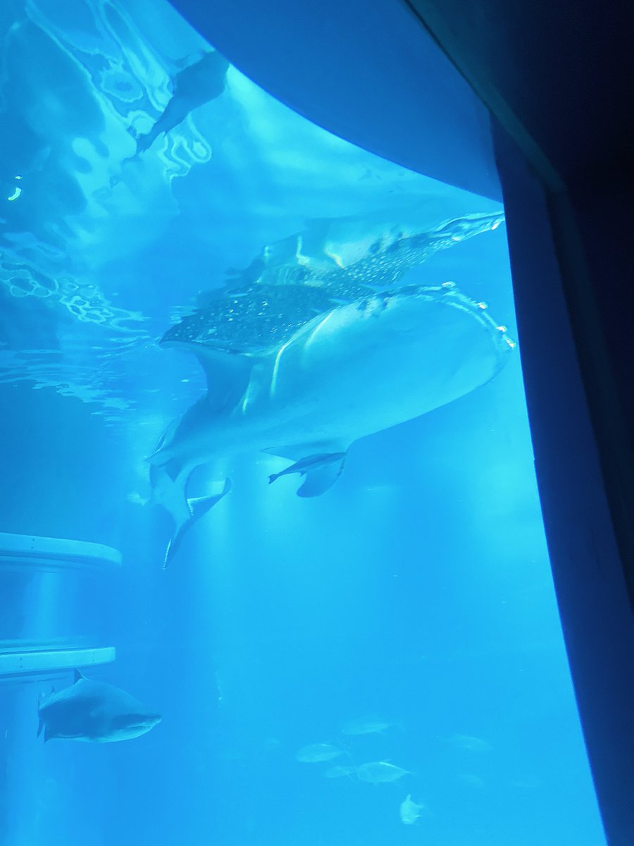 海遊館🦈🪼🐬🫧

#みねりお #水族館
#1ミリでもいいなと思ったらRT https://t.co/i4QRIxPdoB