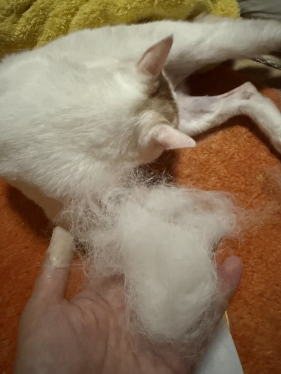 まろから わたあめが出来た