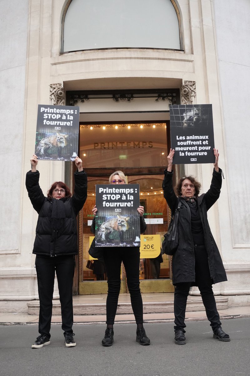 PETA_France's tweet image. 🚨🇫🇷 Aujourd’hui, partout en France, des activistes de PETA ont manifesté devant les magasins @Printemps. ✊

👉 Le message est clair : « Les animaux souffrent et meurent pour la fourrure. Printemps : STOP à la fourrure ! »

#Fourrure #StopCruauté #Printemps