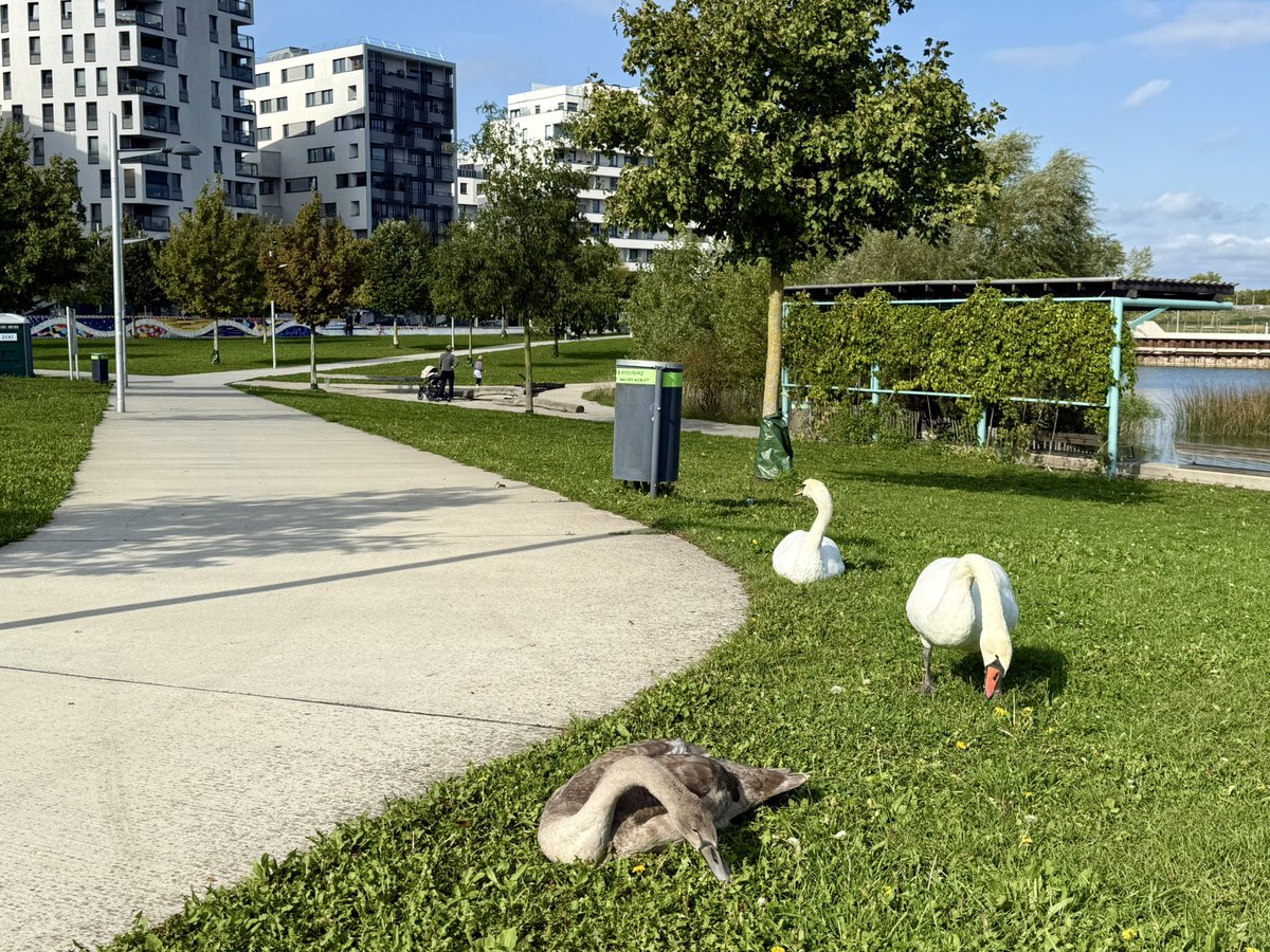 Den Schwänen gefällt es in der Seestadt. Inzwischen ist das Elternpaar schon mehrere Jahre da.