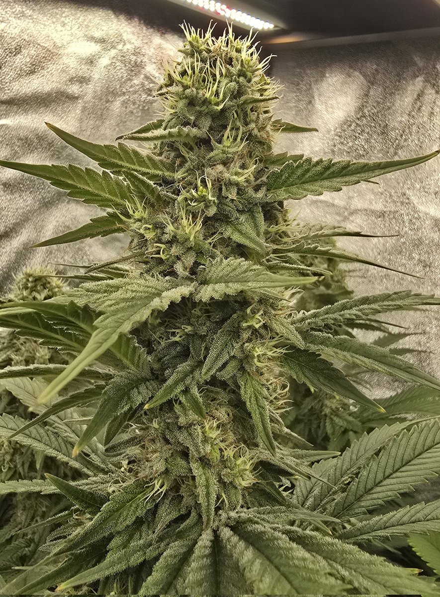 KannabiaSeeds's tweet image. CHERRY DREAM 🍒 by #KannabiaSeeds 🌱💚😋😍

kannabia.com/marijuana-seed…

Fem ♀️ 
Cherry x Afghan 99.
Indica dominant hybrid.

#cannabisculture #WeedLovers