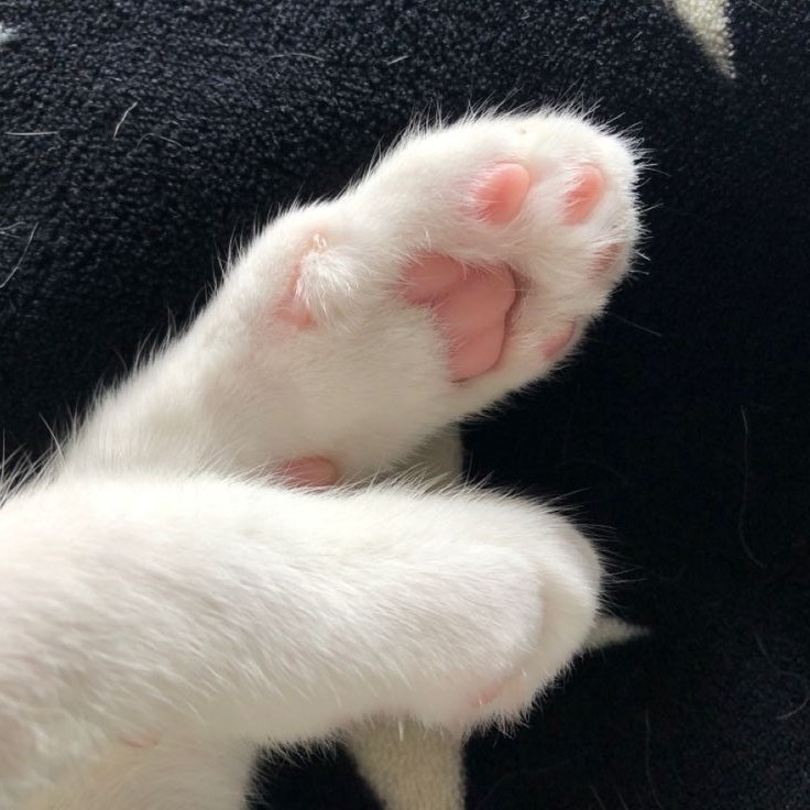 สำเนาถูกต้องมังคุดแมวชัดๆ

<a href="/biblesumett/">Bsumettikul</a> 
#BibleWichapas #bsumone