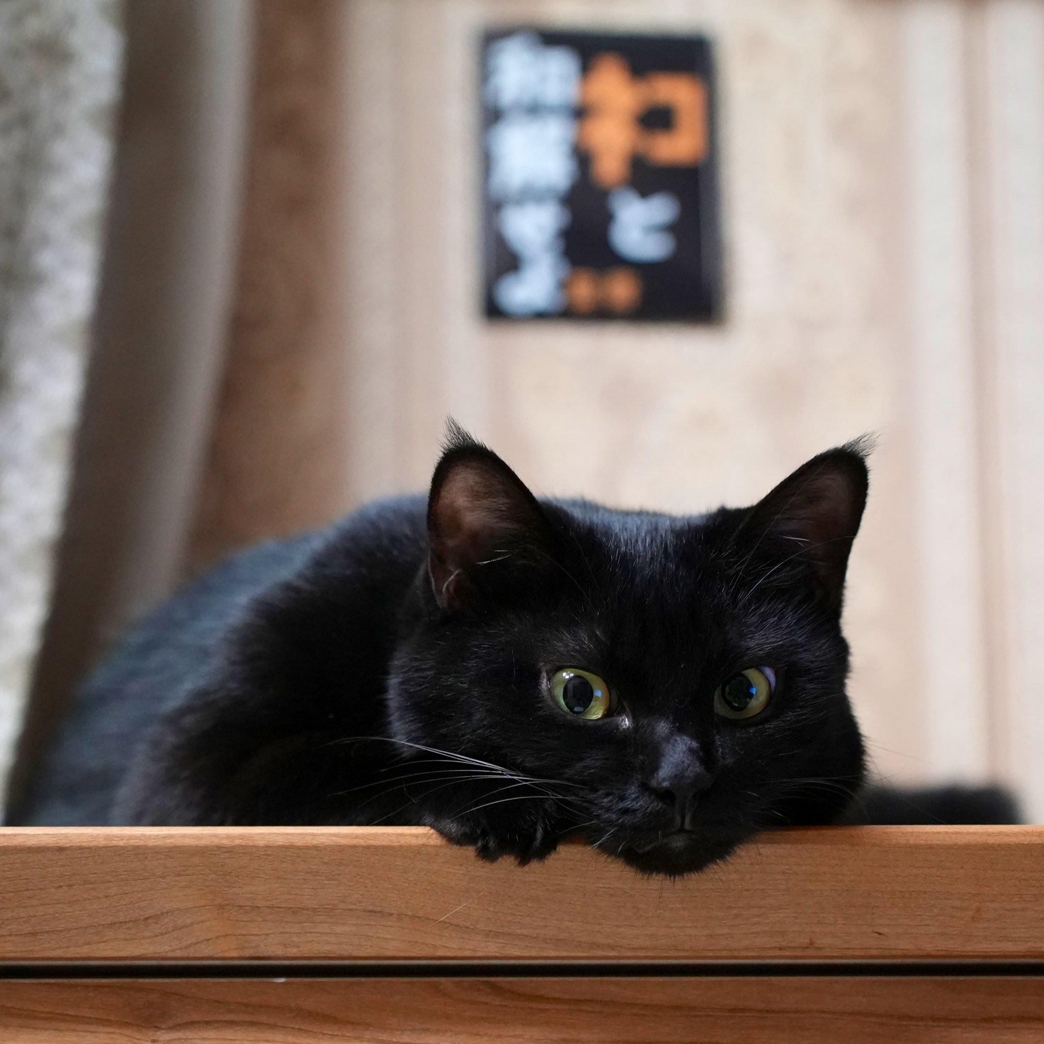 黒猫つくねちゃん太しっぽ on X: 