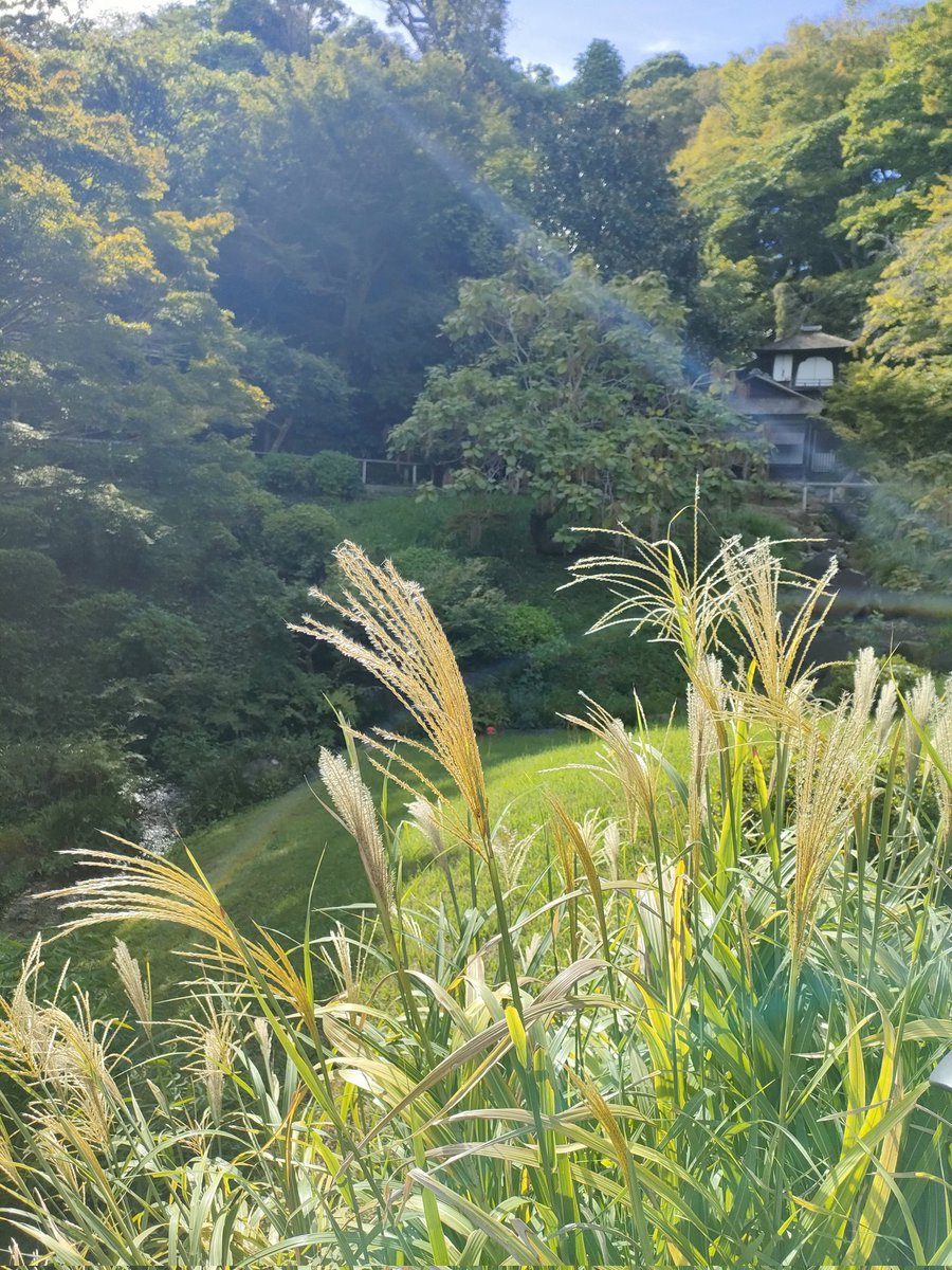 zweimoon's tweet photo. 曼珠沙華をみに日本庭園へ！
ほんとこの季節大好き https://t.co/z3E0ANDiXx